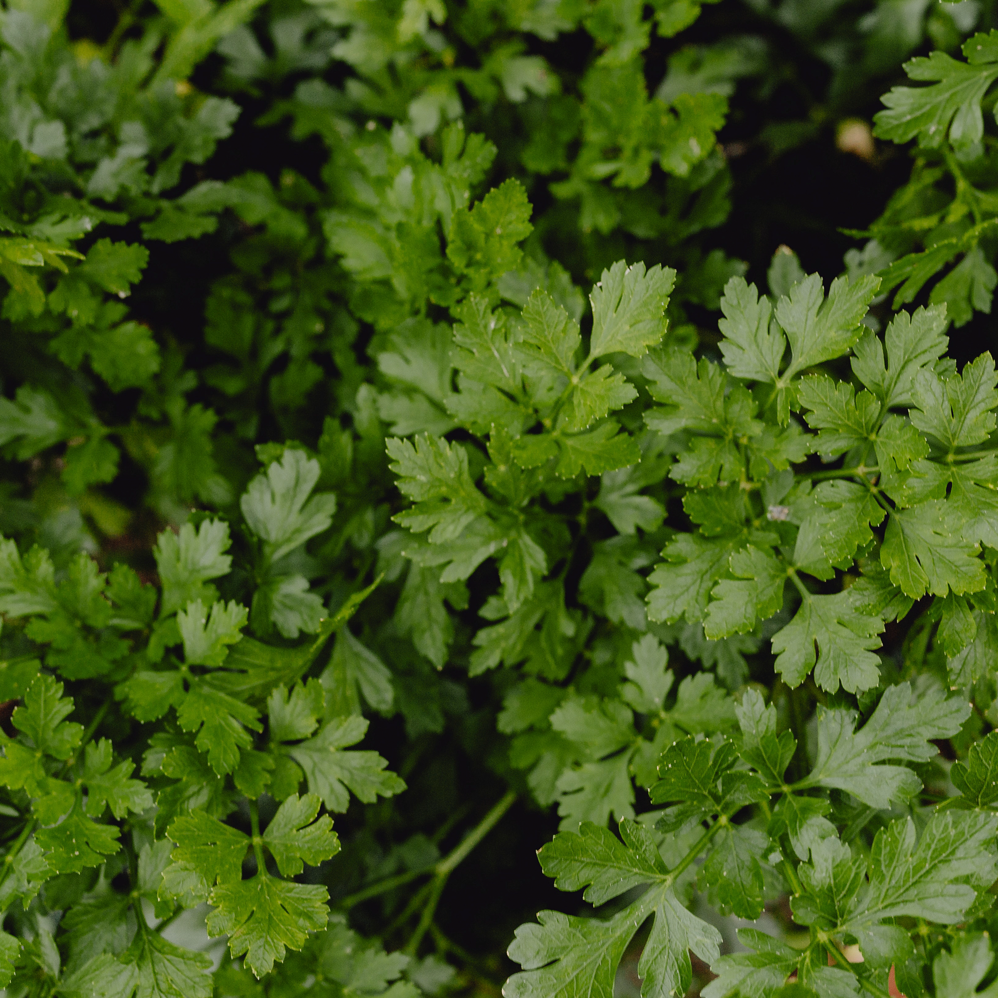 Cilantro