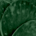Cactus - Peeled