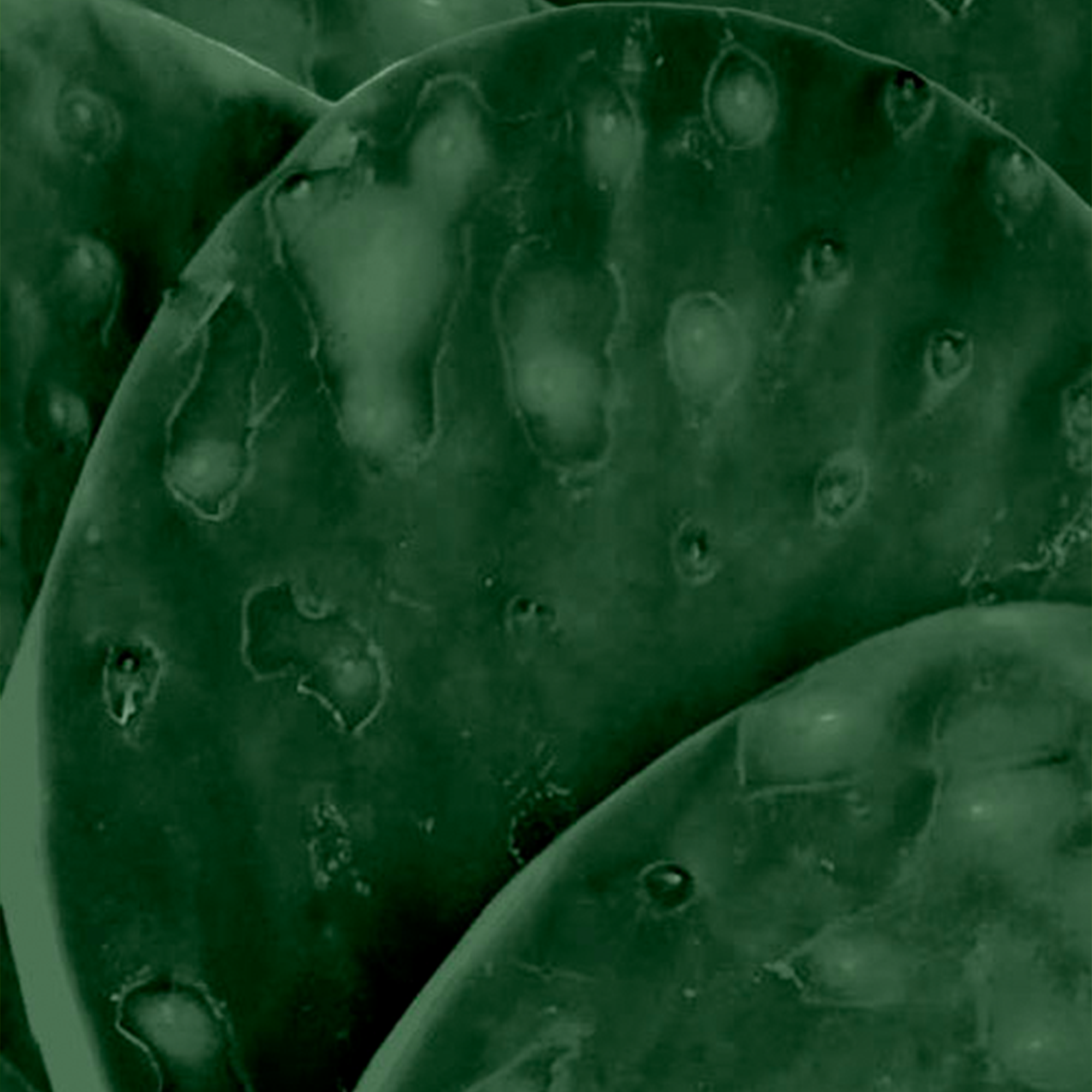 Cactus - Peeled