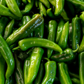 Serrano