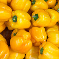 Bell Pepper - Yellow