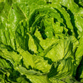 Lettuce