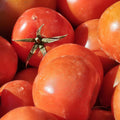Round Tomatoes
