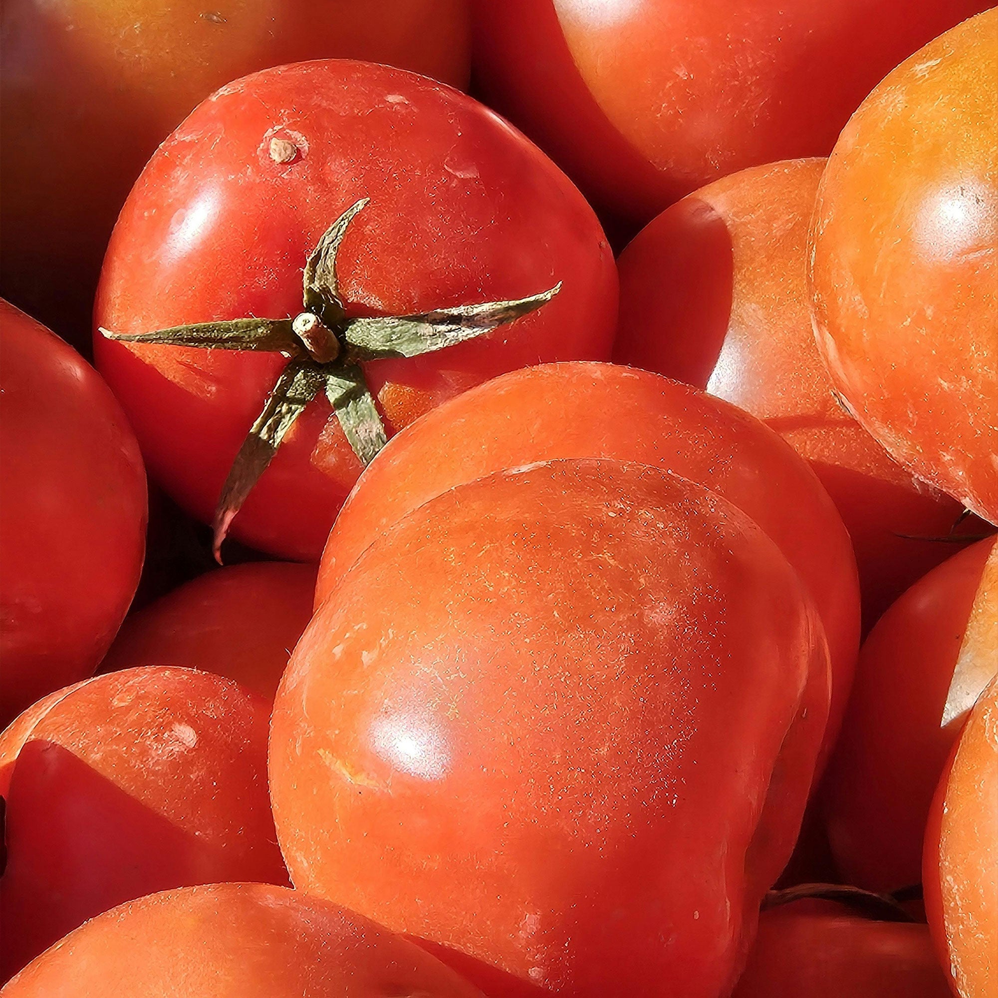 Round Tomatoes