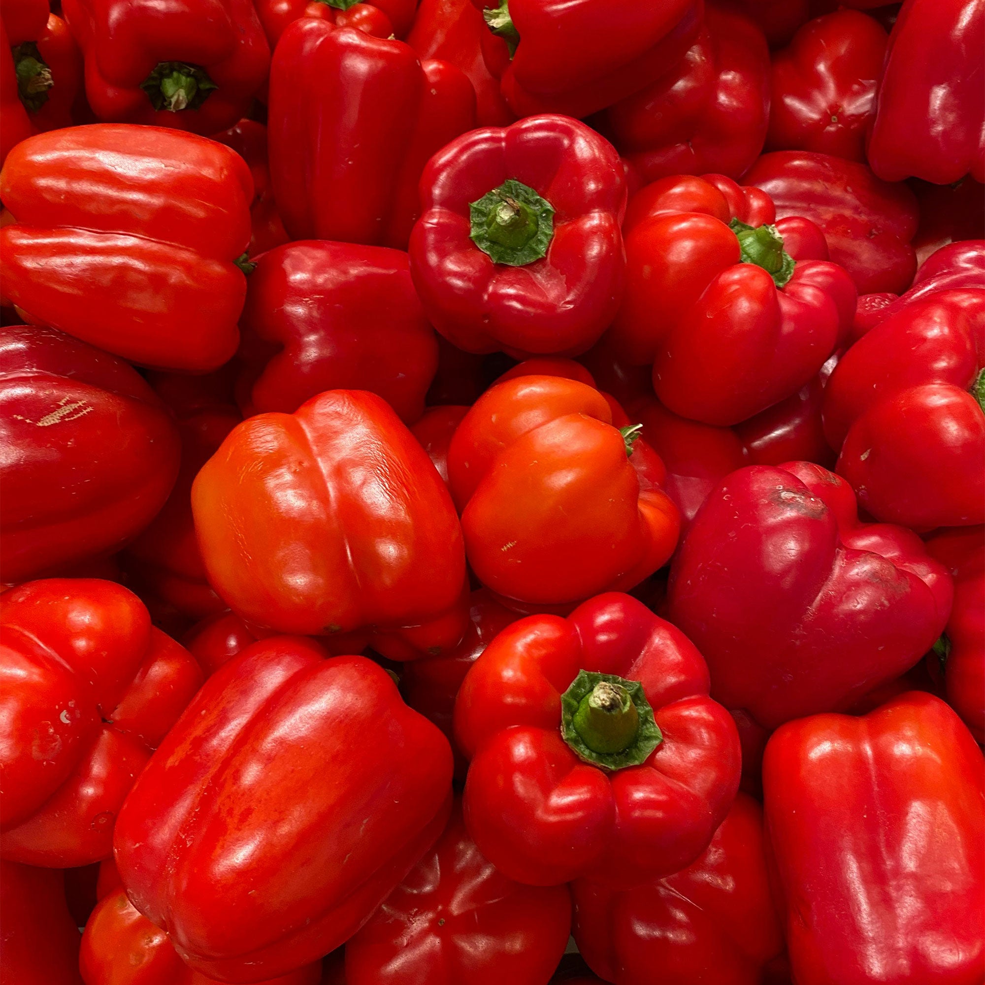 Bell Peper - Red
