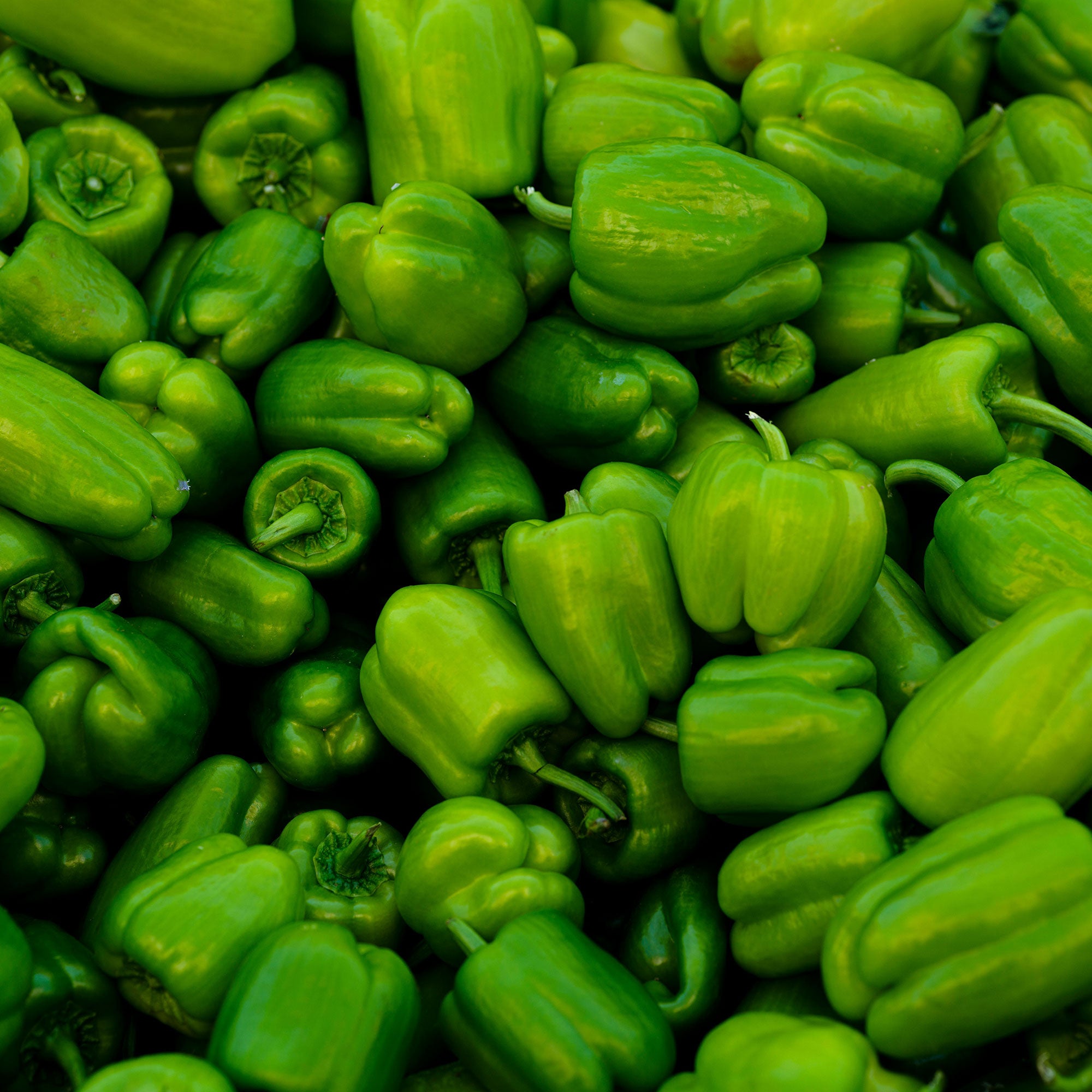 Bell Peper - Green