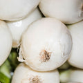 White Onion