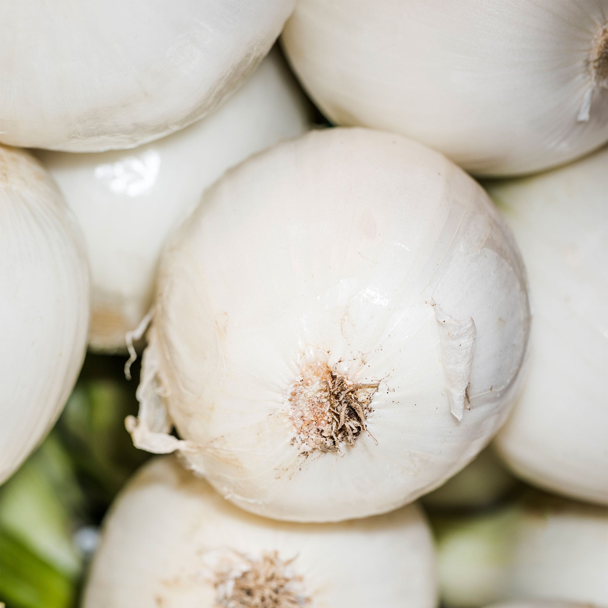 White Onion