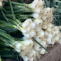 Cebollitas