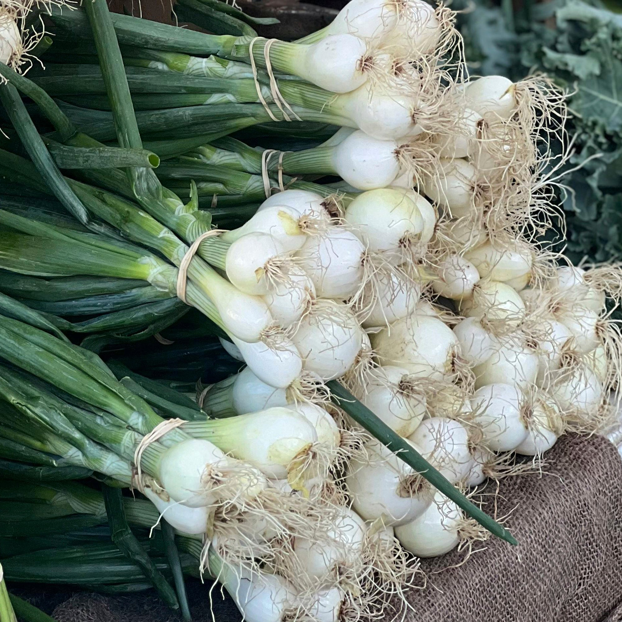 Cebollitas