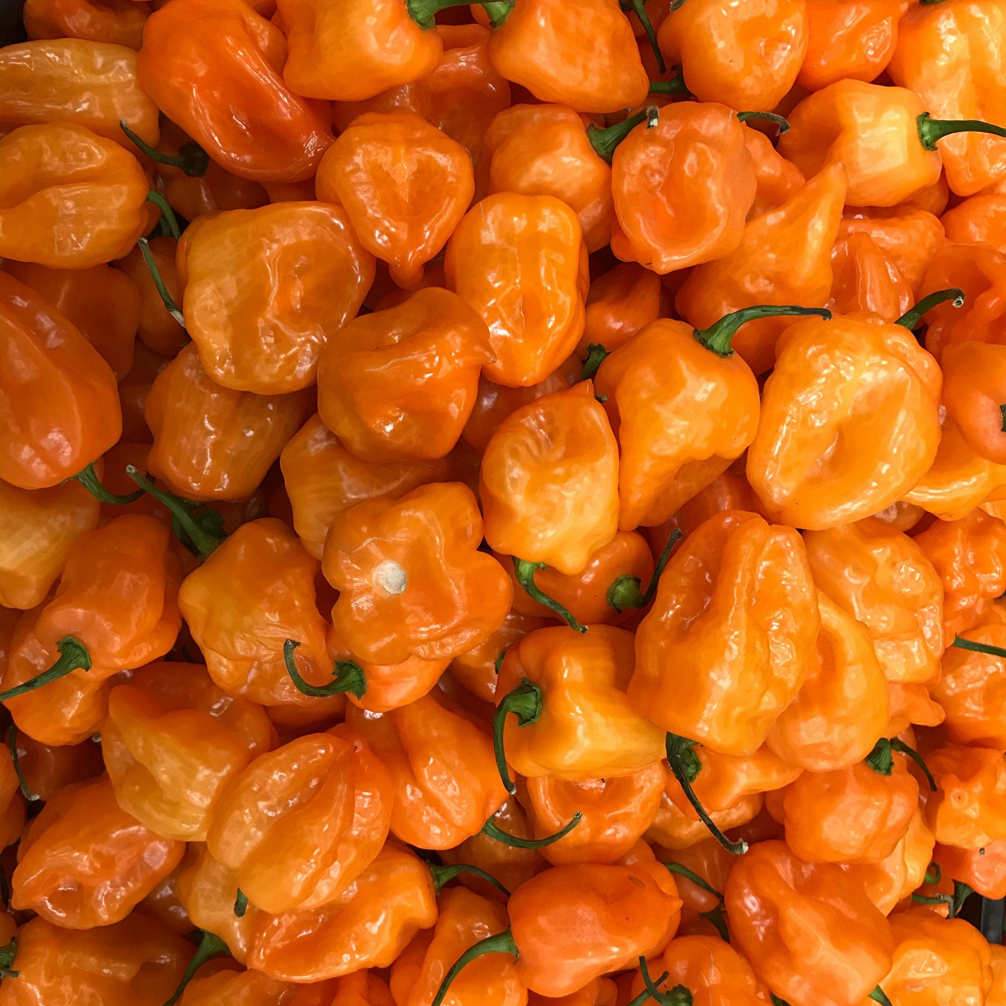 Habanero