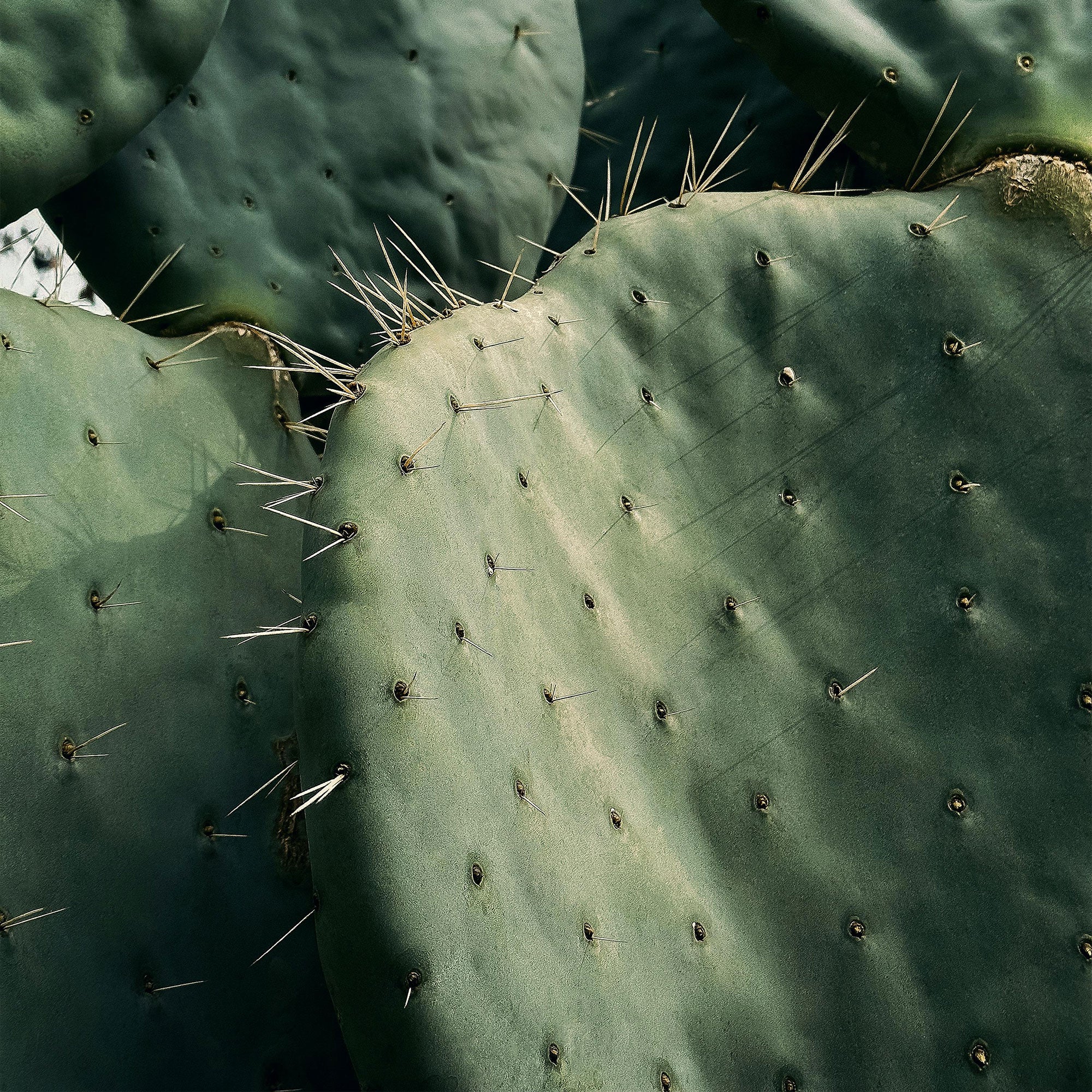 Cactus - Spiny