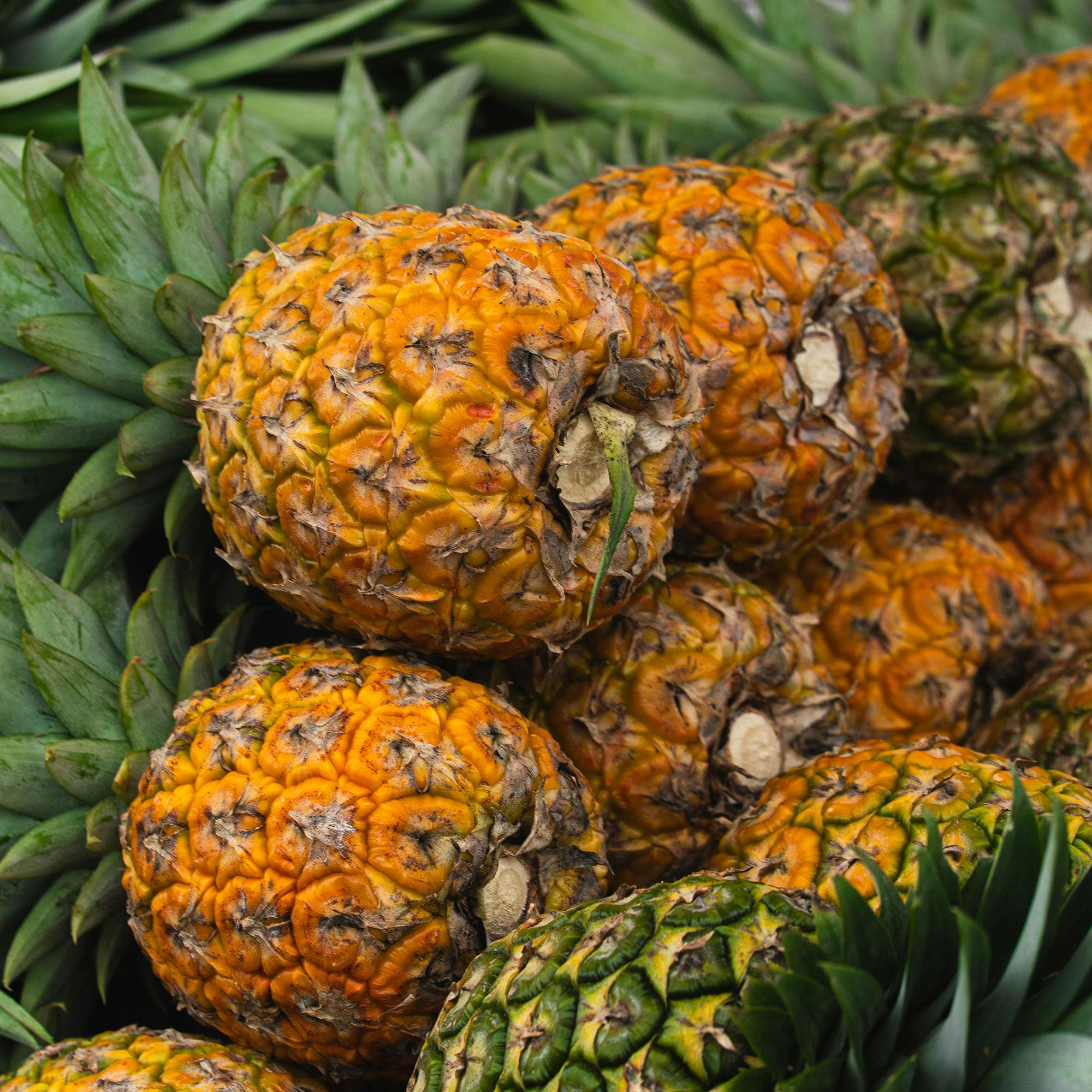 Pineapple