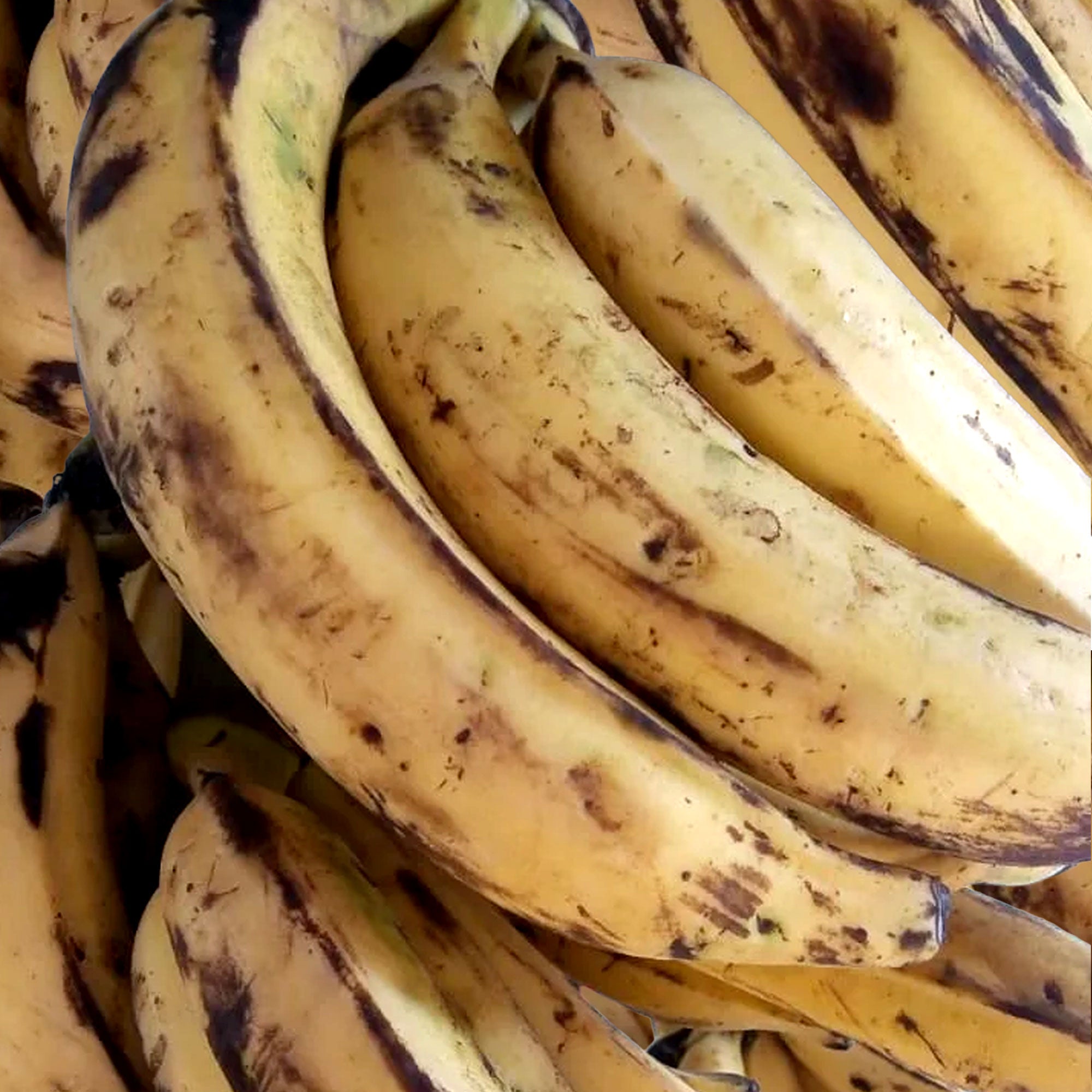 Plantain