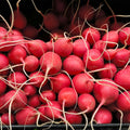 Radish
