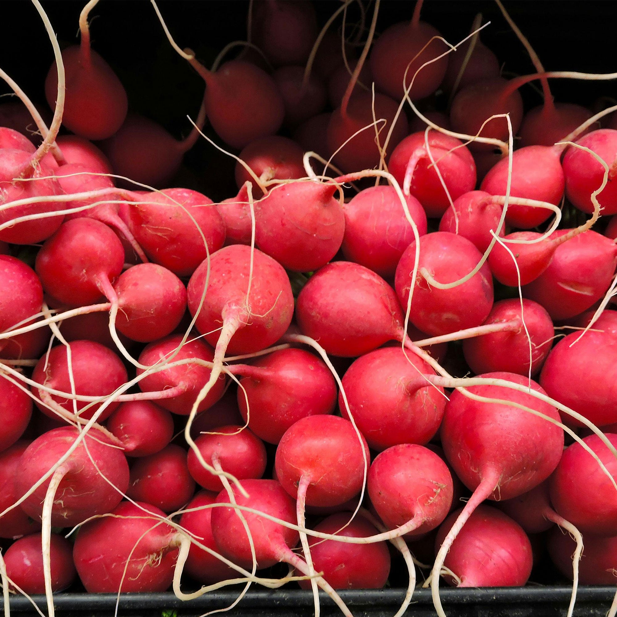 Radish
